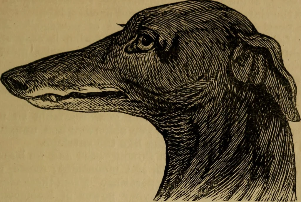An illustration from An original and illustrated physiological and physiognomical chart, 1873, leaf 68