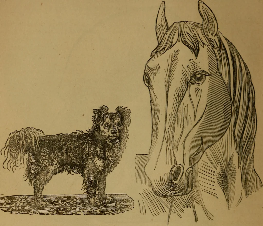 An illustration from An original and illustrated physiological and physiognomical chart, 1873, leaf 73