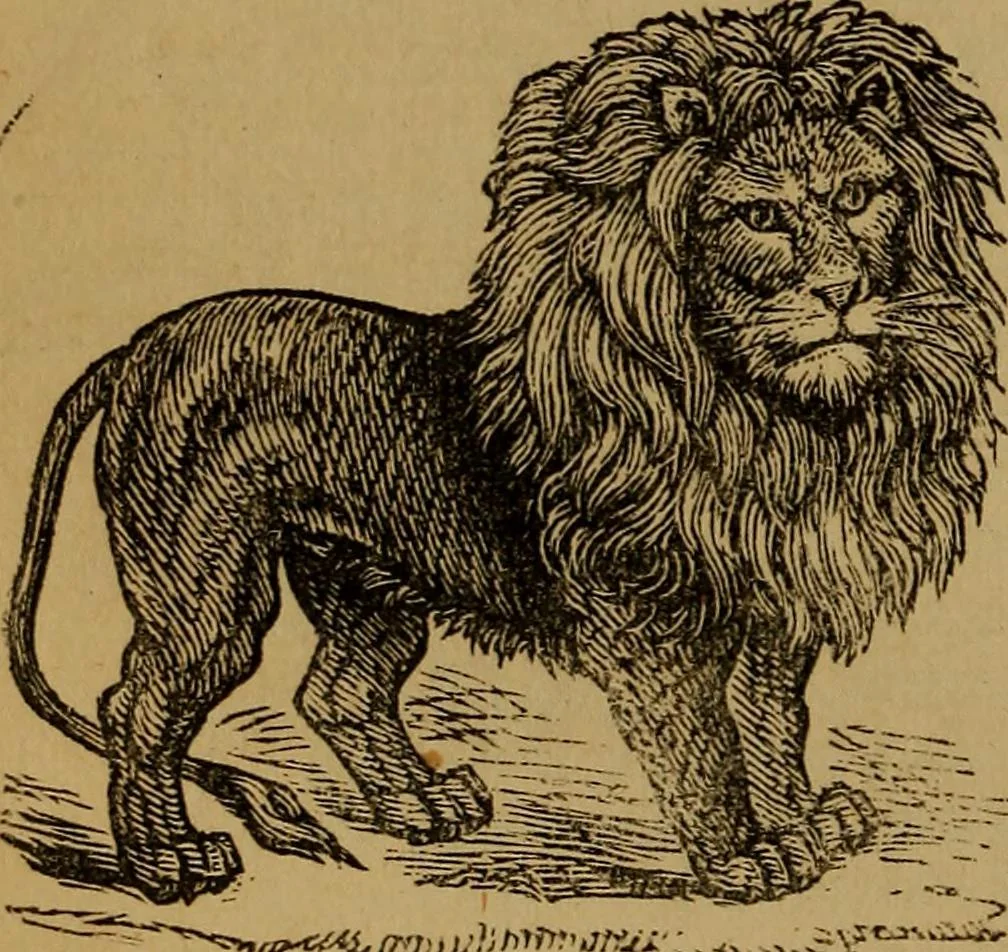 An illustration from An original and illustrated physiological and physiognomical chart, 1873, leaf 79