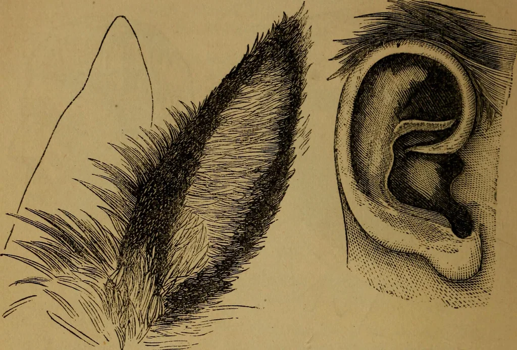 An illustration from An original and illustrated physiological and physiognomical chart, 1873, leaf 87