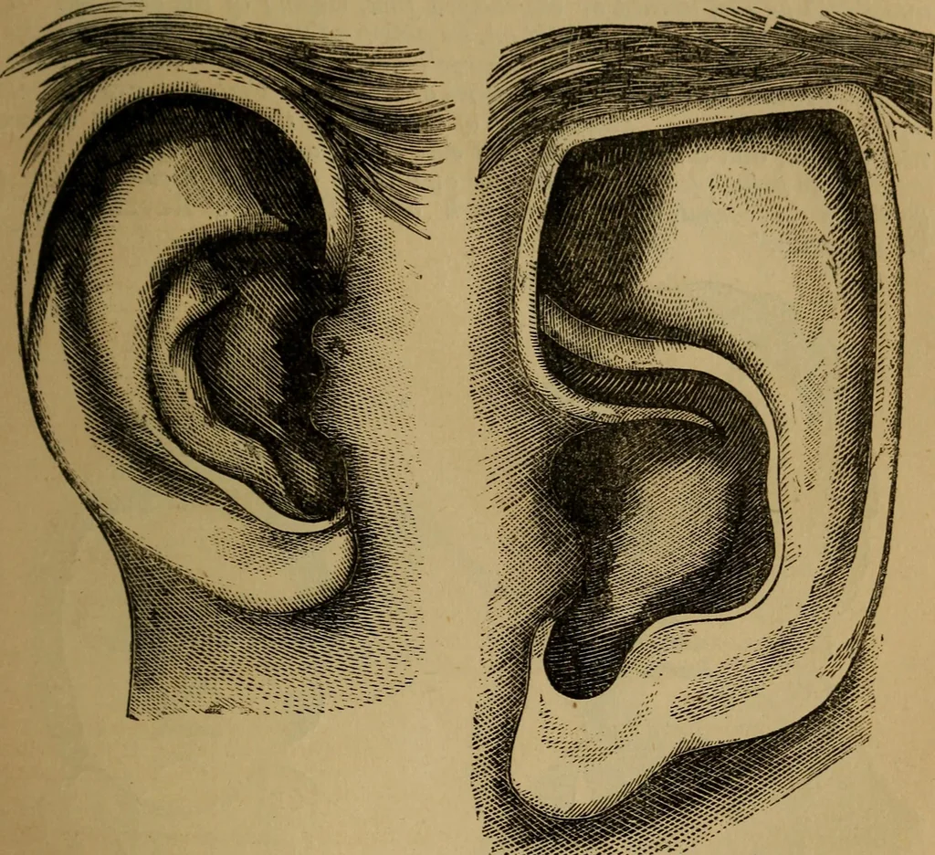 An illustration from An original and illustrated physiological and physiognomical chart, 1873, leaf 88