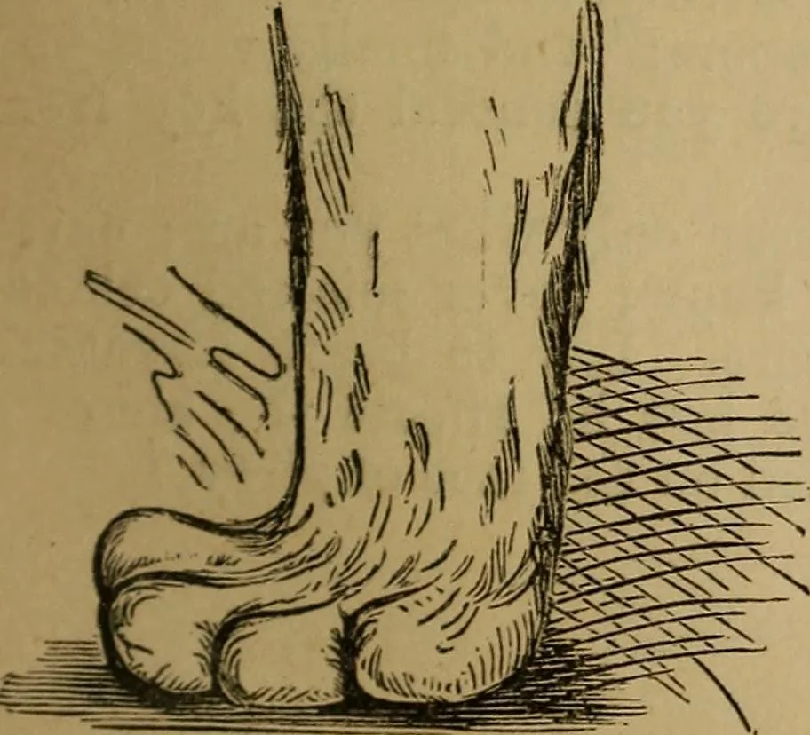 An illustration from An original and illustrated physiological and physiognomical chart, 1873, leaf 90