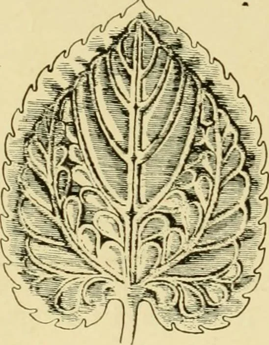 An illustration from Ornament & its application; a book for students, treating in a practical way of the relation of design to material, tools and methods of work, 1904, leaf 47