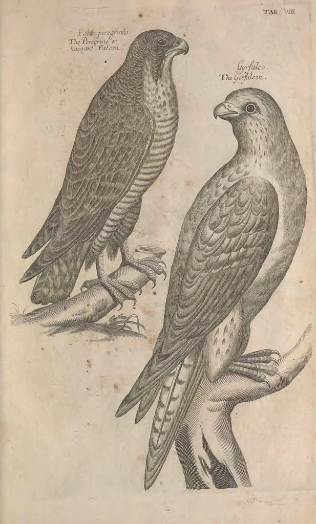 An illustration from The ornithology of Francis Willughby of Middleton in the county of Warwick, esq. ... : in three books : wherein all the birds hitherto known, being reduced into a method sutable [i.e. suitable] to their natures, are accurately described : the descriptions illustrated by most elegant figures, nearly resembling the live birds, engraven in LXXVIII copper plates, 1678, leaf 489