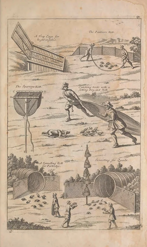 An illustration from The ornithology of Francis Willughby of Middleton in the county of Warwick, esq. ... : in three books : wherein all the birds hitherto known, being reduced into a method sutable [i.e. suitable] to their natures, are accurately described : the descriptions illustrated by most elegant figures, nearly resembling the live birds, engraven in LXXVIII copper plates, 1678, leaf 49