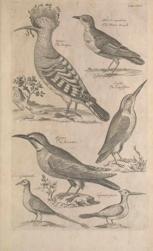 An illustration from The ornithology of Francis Willughby of Middleton in the county of Warwick, esq. ... : in three books : wherein all the birds hitherto known, being reduced into a method sutable [i.e. suitable] to their natures, are accurately described : the descriptions illustrated by most elegant figures, nearly resembling the live birds, engraven in LXXVIII copper plates, 1678, leaf 521