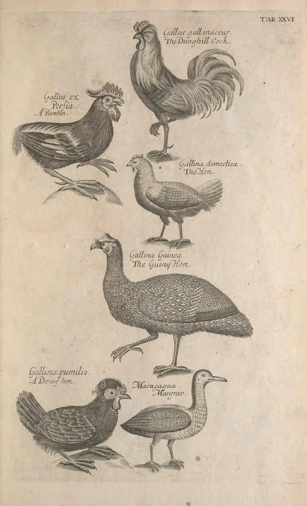 An illustration from The ornithology of Francis Willughby of Middleton in the county of Warwick, esq. ... : in three books : wherein all the birds hitherto known, being reduced into a method sutable [i.e. suitable] to their natures, are accurately described : the descriptions illustrated by most elegant figures, nearly resembling the live birds, engraven in LXXVIII copper plates, 1678, leaf 525