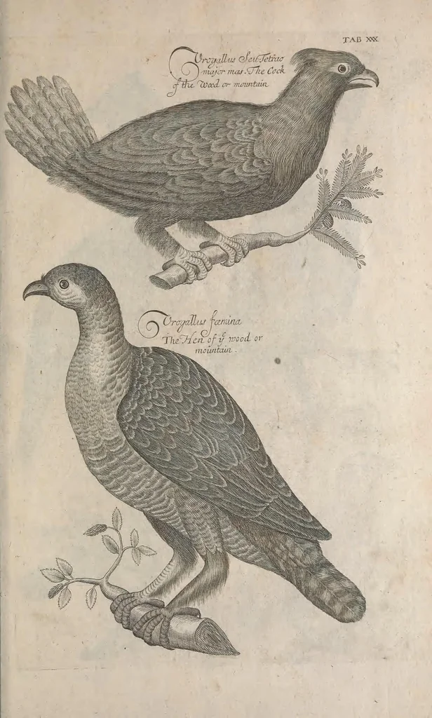 An illustration from The ornithology of Francis Willughby of Middleton in the county of Warwick, esq. ... : in three books : wherein all the birds hitherto known, being reduced into a method sutable [i.e. suitable] to their natures, are accurately described : the descriptions illustrated by most elegant figures, nearly resembling the live birds, engraven in LXXVIII copper plates, 1678, leaf 533