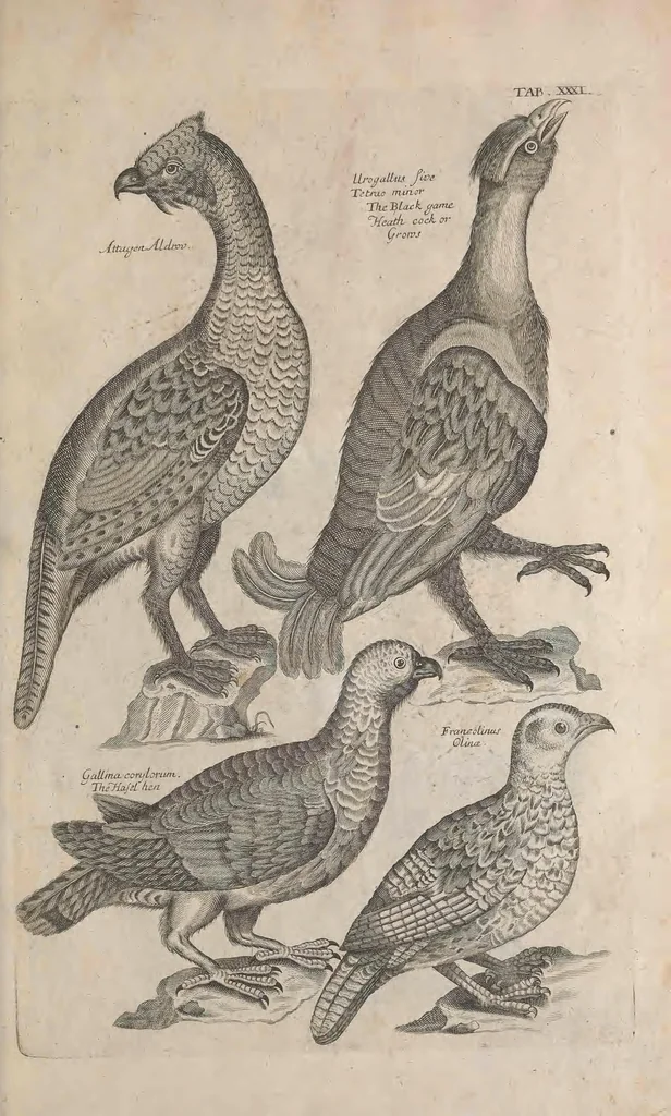 An illustration from The ornithology of Francis Willughby of Middleton in the county of Warwick, esq. ... : in three books : wherein all the birds hitherto known, being reduced into a method sutable [i.e. suitable] to their natures, are accurately described : the descriptions illustrated by most elegant figures, nearly resembling the live birds, engraven in LXXVIII copper plates, 1678, leaf 535