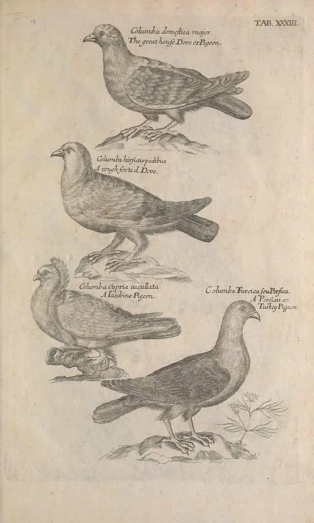 An illustration from The ornithology of Francis Willughby of Middleton in the county of Warwick, esq. ... : in three books : wherein all the birds hitherto known, being reduced into a method sutable [i.e. suitable] to their natures, are accurately described : the descriptions illustrated by most elegant figures, nearly resembling the live birds, engraven in LXXVIII copper plates, 1678, leaf 539