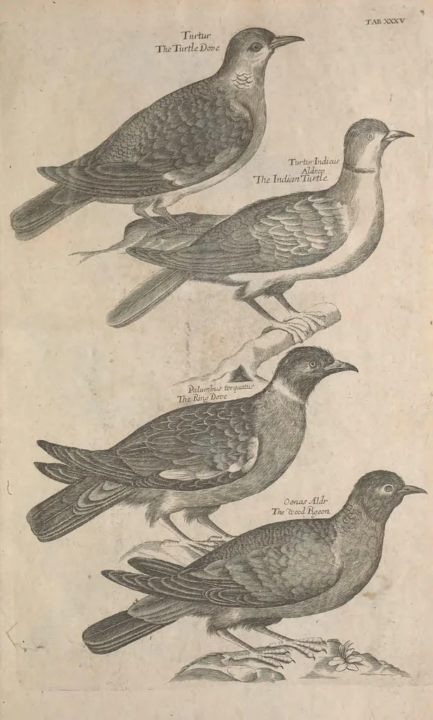 An illustration from The ornithology of Francis Willughby of Middleton in the county of Warwick, esq. ... : in three books : wherein all the birds hitherto known, being reduced into a method sutable [i.e. suitable] to their natures, are accurately described : the descriptions illustrated by most elegant figures, nearly resembling the live birds, engraven in LXXVIII copper plates, 1678, leaf 543