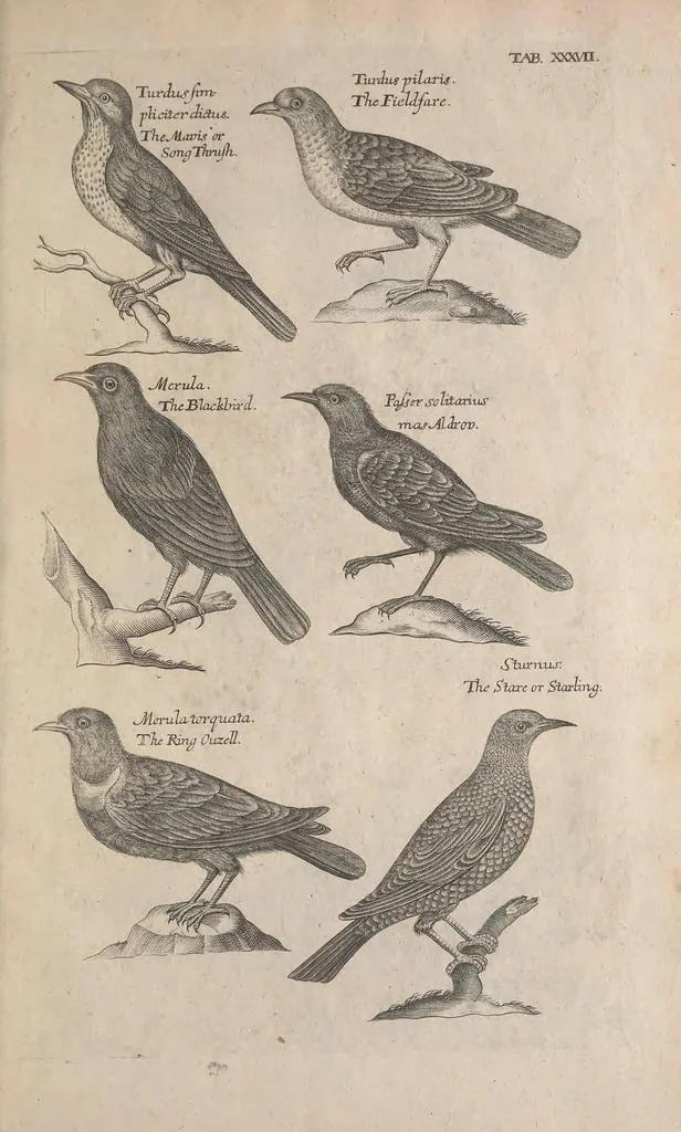 An illustration from The ornithology of Francis Willughby of Middleton in the county of Warwick, esq. ... : in three books : wherein all the birds hitherto known, being reduced into a method sutable [i.e. suitable] to their natures, are accurately described : the descriptions illustrated by most elegant figures, nearly resembling the live birds, engraven in LXXVIII copper plates, 1678, leaf 547