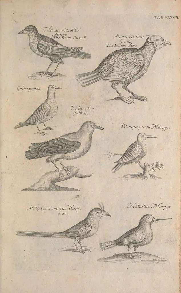 An illustration from The ornithology of Francis Willughby of Middleton in the county of Warwick, esq. ... : in three books : wherein all the birds hitherto known, being reduced into a method sutable [i.e. suitable] to their natures, are accurately described : the descriptions illustrated by most elegant figures, nearly resembling the live birds, engraven in LXXVIII copper plates, 1678, leaf 549