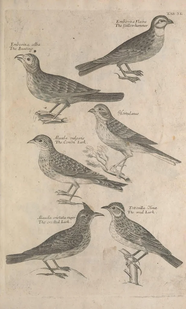 An illustration from The ornithology of Francis Willughby of Middleton in the county of Warwick, esq. ... : in three books : wherein all the birds hitherto known, being reduced into a method sutable [i.e. suitable] to their natures, are accurately described : the descriptions illustrated by most elegant figures, nearly resembling the live birds, engraven in LXXVIII copper plates, 1678, leaf 553