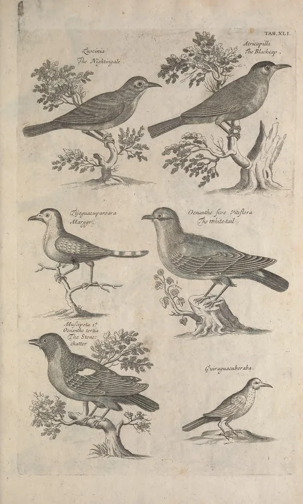 An illustration from The ornithology of Francis Willughby of Middleton in the county of Warwick, esq. ... : in three books : wherein all the birds hitherto known, being reduced into a method sutable [i.e. suitable] to their natures, are accurately described : the descriptions illustrated by most elegant figures, nearly resembling the live birds, engraven in LXXVIII copper plates, 1678, leaf 555