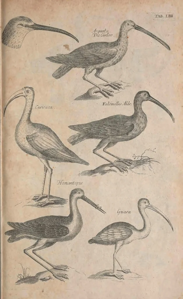 An illustration from The ornithology of Francis Willughby of Middleton in the county of Warwick, esq. ... : in three books : wherein all the birds hitherto known, being reduced into a method sutable [i.e. suitable] to their natures, are accurately described : the descriptions illustrated by most elegant figures, nearly resembling the live birds, engraven in LXXVIII copper plates, 1678, leaf 581