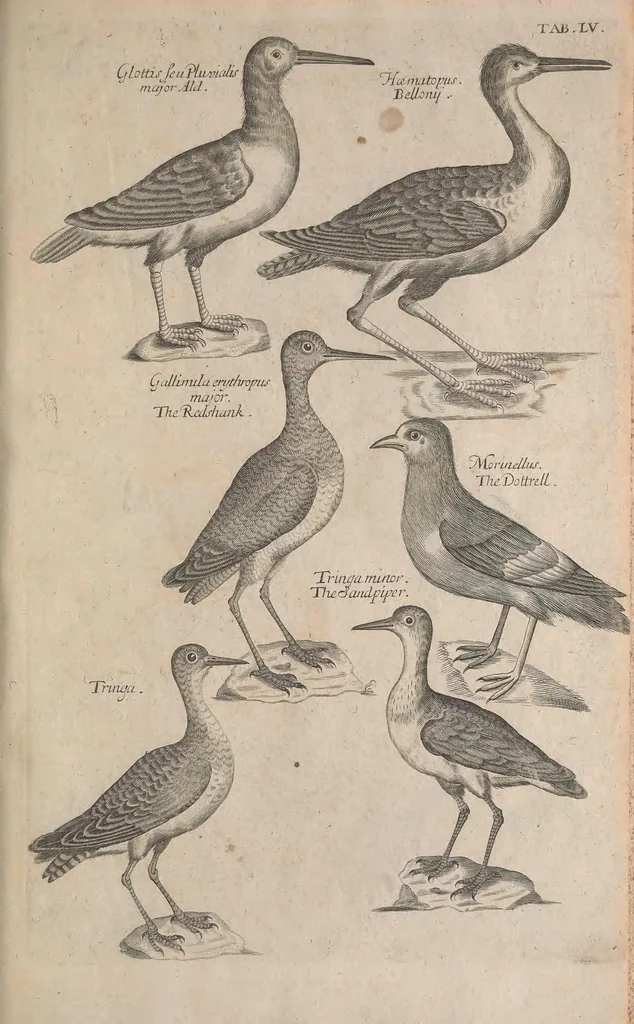 An illustration from The ornithology of Francis Willughby of Middleton in the county of Warwick, esq. ... : in three books : wherein all the birds hitherto known, being reduced into a method sutable [i.e. suitable] to their natures, are accurately described : the descriptions illustrated by most elegant figures, nearly resembling the live birds, engraven in LXXVIII copper plates, 1678, leaf 583