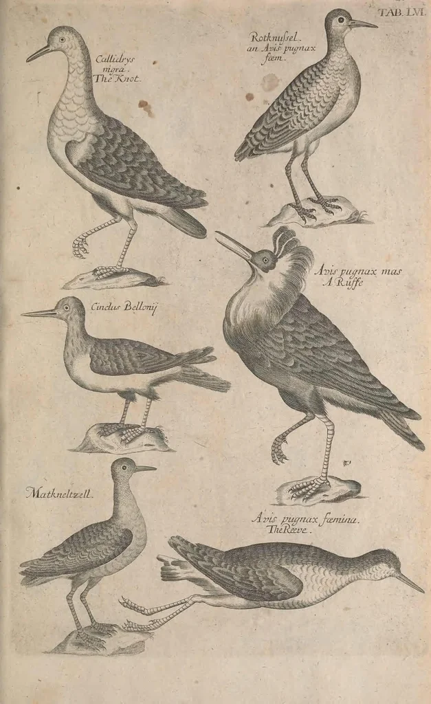An illustration from The ornithology of Francis Willughby of Middleton in the county of Warwick, esq. ... : in three books : wherein all the birds hitherto known, being reduced into a method sutable [i.e. suitable] to their natures, are accurately described : the descriptions illustrated by most elegant figures, nearly resembling the live birds, engraven in LXXVIII copper plates, 1678, leaf 585