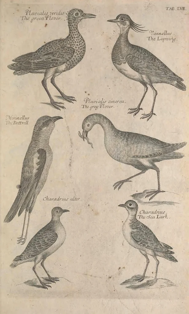 An illustration from The ornithology of Francis Willughby of Middleton in the county of Warwick, esq. ... : in three books : wherein all the birds hitherto known, being reduced into a method sutable [i.e. suitable] to their natures, are accurately described : the descriptions illustrated by most elegant figures, nearly resembling the live birds, engraven in LXXVIII copper plates, 1678, leaf 587