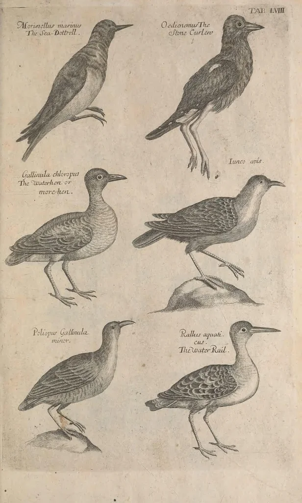 An illustration from The ornithology of Francis Willughby of Middleton in the county of Warwick, esq. ... : in three books : wherein all the birds hitherto known, being reduced into a method sutable [i.e. suitable] to their natures, are accurately described : the descriptions illustrated by most elegant figures, nearly resembling the live birds, engraven in LXXVIII copper plates, 1678, leaf 589