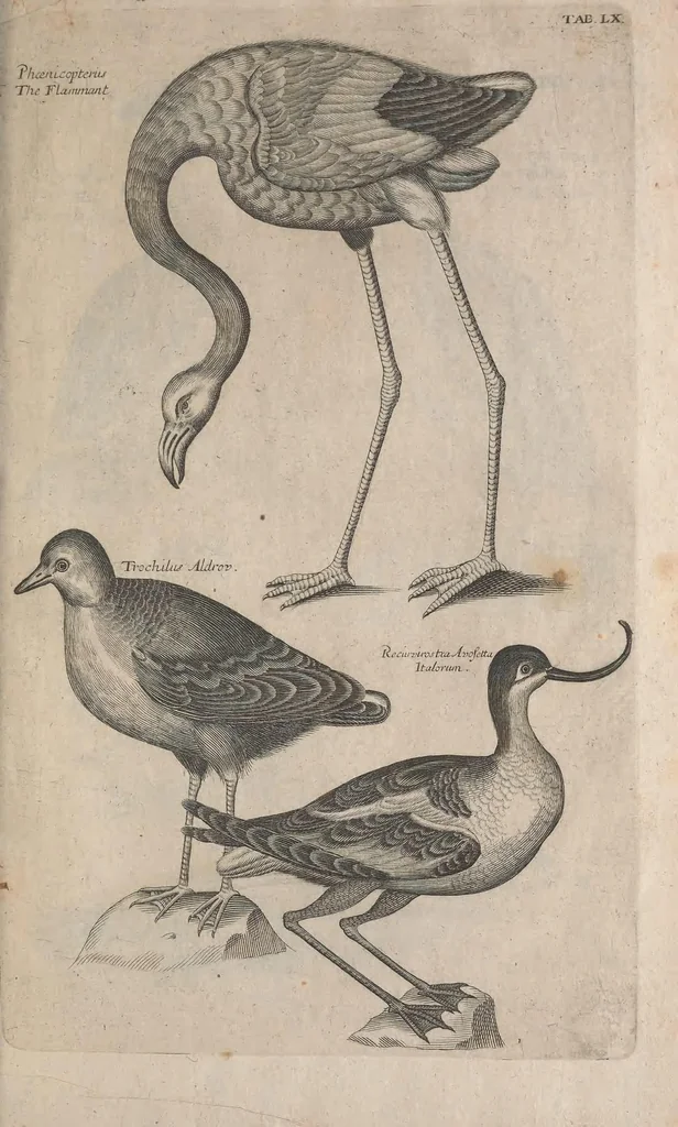 An illustration from The ornithology of Francis Willughby of Middleton in the county of Warwick, esq. ... : in three books : wherein all the birds hitherto known, being reduced into a method sutable [i.e. suitable] to their natures, are accurately described : the descriptions illustrated by most elegant figures, nearly resembling the live birds, engraven in LXXVIII copper plates, 1678, leaf 593