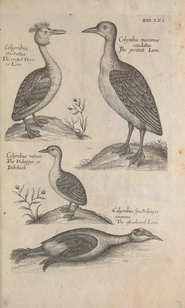 An illustration from The ornithology of Francis Willughby of Middleton in the county of Warwick, esq. ... : in three books : wherein all the birds hitherto known, being reduced into a method sutable [i.e. suitable] to their natures, are accurately described : the descriptions illustrated by most elegant figures, nearly resembling the live birds, engraven in LXXVIII copper plates, 1678, leaf 595