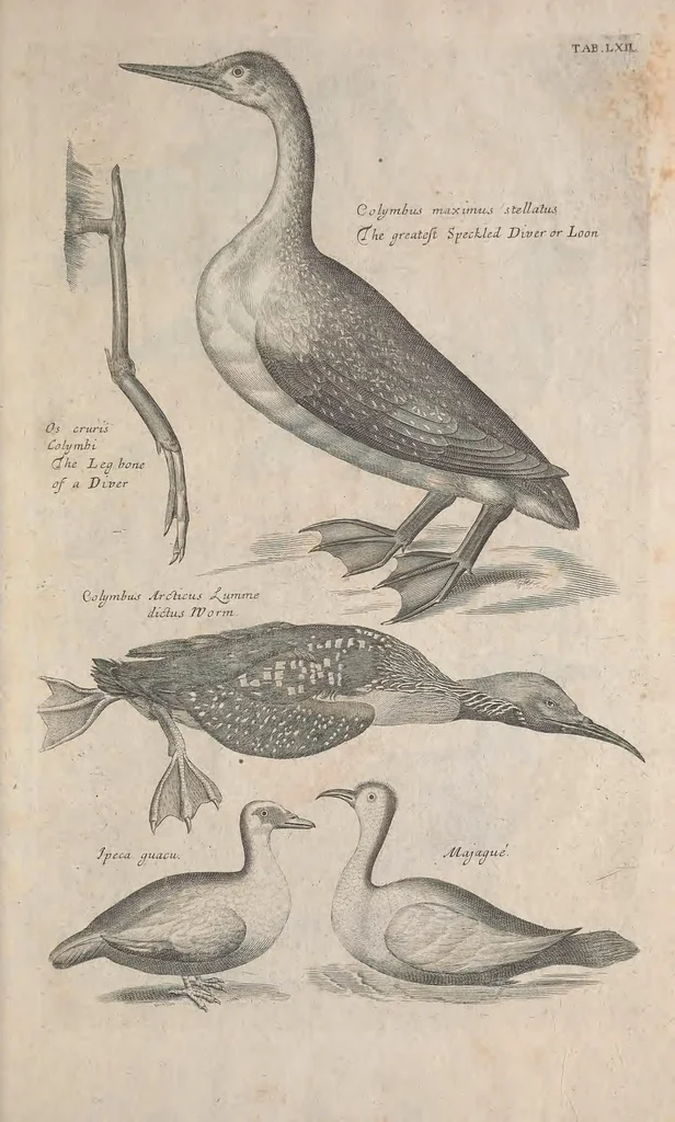 An illustration from The ornithology of Francis Willughby of Middleton in the county of Warwick, esq. ... : in three books : wherein all the birds hitherto known, being reduced into a method sutable [i.e. suitable] to their natures, are accurately described : the descriptions illustrated by most elegant figures, nearly resembling the live birds, engraven in LXXVIII copper plates, 1678, leaf 597