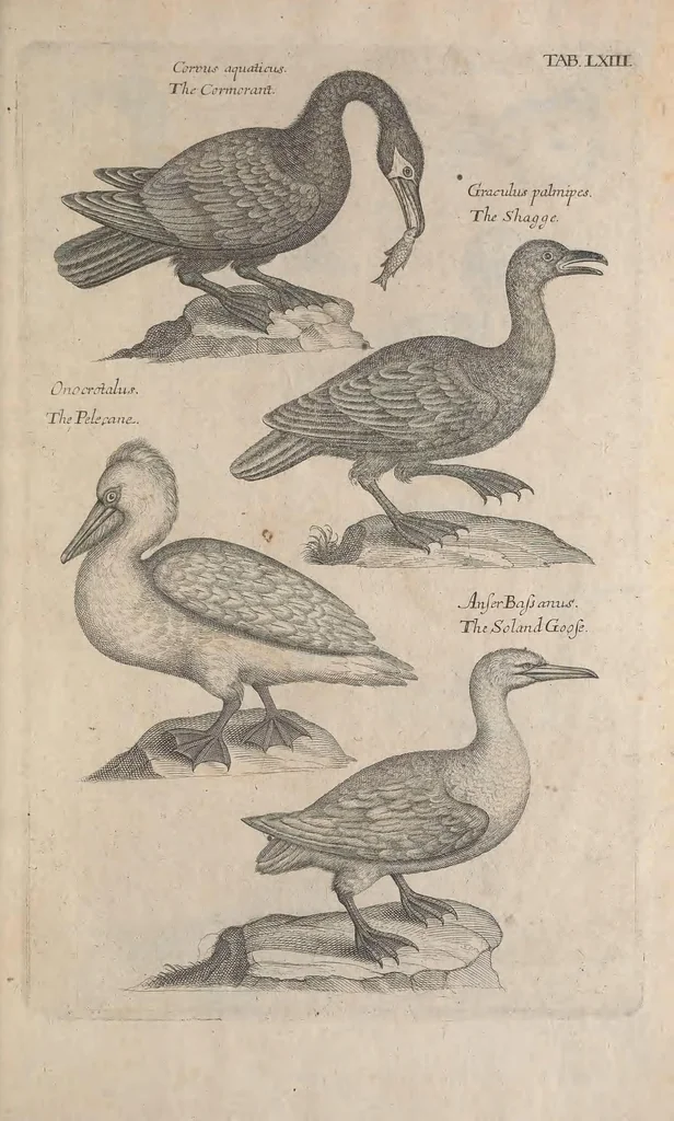 An illustration from The ornithology of Francis Willughby of Middleton in the county of Warwick, esq. ... : in three books : wherein all the birds hitherto known, being reduced into a method sutable [i.e. suitable] to their natures, are accurately described : the descriptions illustrated by most elegant figures, nearly resembling the live birds, engraven in LXXVIII copper plates, 1678, leaf 599