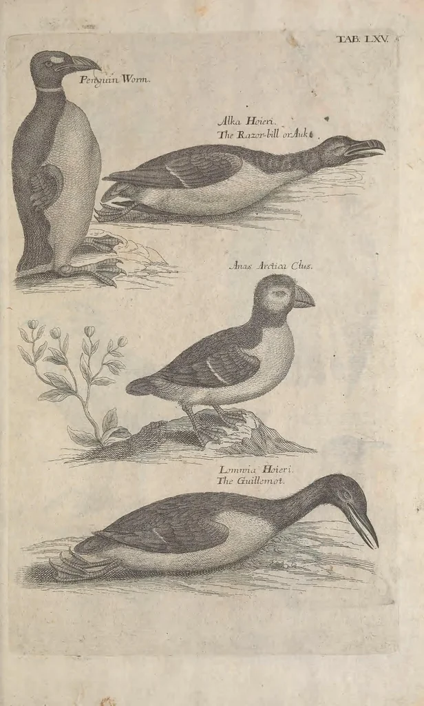 An illustration from The ornithology of Francis Willughby of Middleton in the county of Warwick, esq. ... : in three books : wherein all the birds hitherto known, being reduced into a method sutable [i.e. suitable] to their natures, are accurately described : the descriptions illustrated by most elegant figures, nearly resembling the live birds, engraven in LXXVIII copper plates, 1678, leaf 603