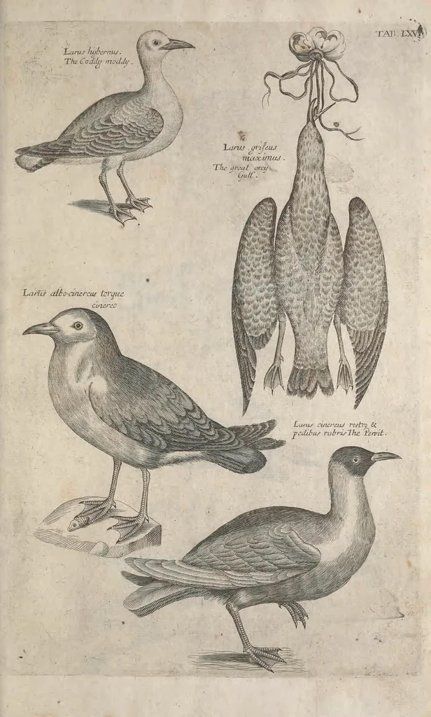 An illustration from The ornithology of Francis Willughby of Middleton in the county of Warwick, esq. ... : in three books : wherein all the birds hitherto known, being reduced into a method sutable [i.e. suitable] to their natures, are accurately described : the descriptions illustrated by most elegant figures, nearly resembling the live birds, engraven in LXXVIII copper plates, 1678, leaf 605