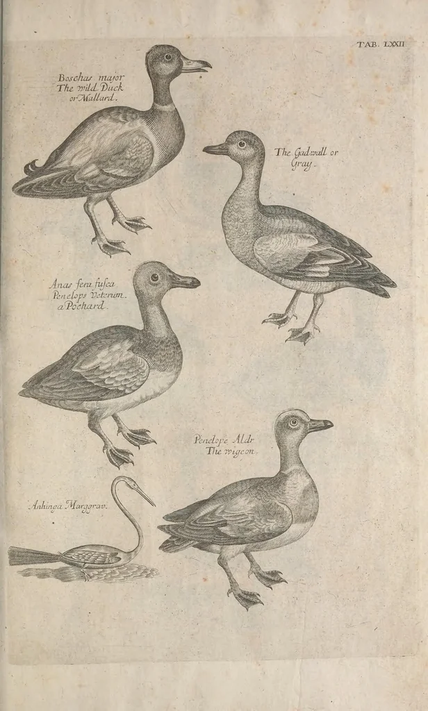 An illustration from The ornithology of Francis Willughby of Middleton in the county of Warwick, esq. ... : in three books : wherein all the birds hitherto known, being reduced into a method sutable [i.e. suitable] to their natures, are accurately described : the descriptions illustrated by most elegant figures, nearly resembling the live birds, engraven in LXXVIII copper plates, 1678, leaf 617