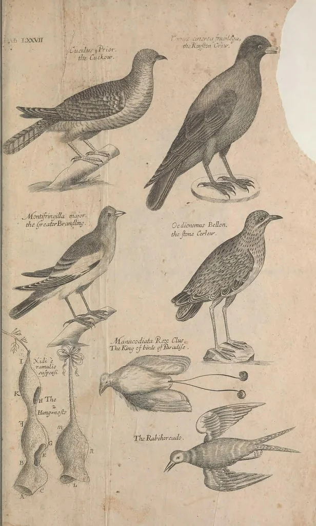 An illustration from The ornithology of Francis Willughby of Middleton in the county of Warwick, esq. ... : in three books : wherein all the birds hitherto known, being reduced into a method sutable [i.e. suitable] to their natures, are accurately described : the descriptions illustrated by most elegant figures, nearly resembling the live birds, engraven in LXXVIII copper plates, 1678, leaf 627