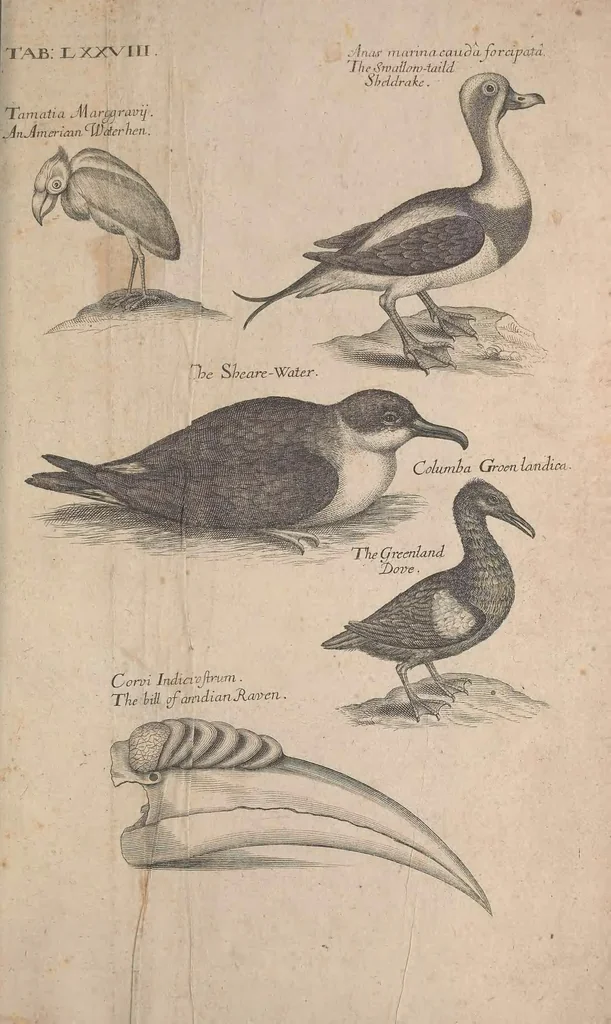 An illustration from The ornithology of Francis Willughby of Middleton in the county of Warwick, esq. ... : in three books : wherein all the birds hitherto known, being reduced into a method sutable [i.e. suitable] to their natures, are accurately described : the descriptions illustrated by most elegant figures, nearly resembling the live birds, engraven in LXXVIII copper plates, 1678, leaf 629