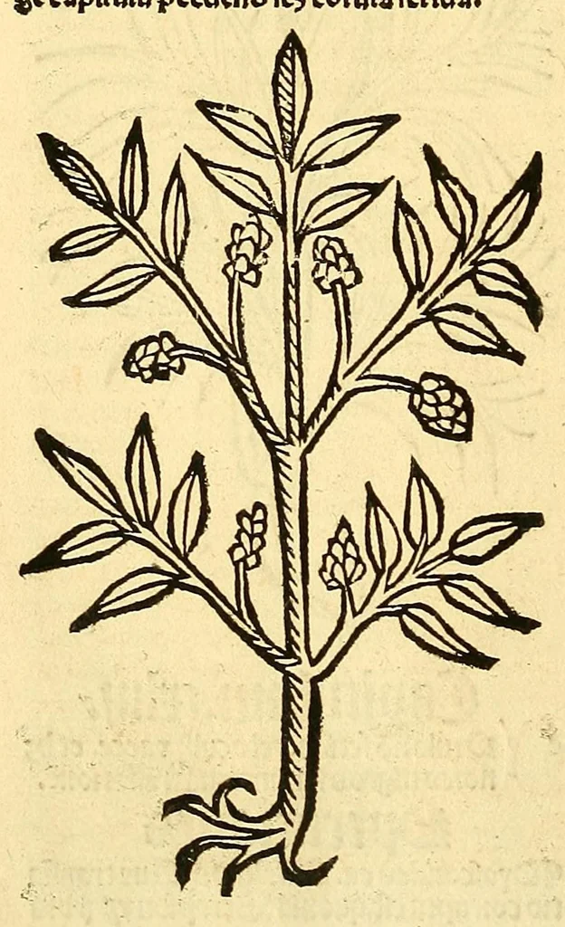 An illustration from Ortus sanitatis, leaf 130