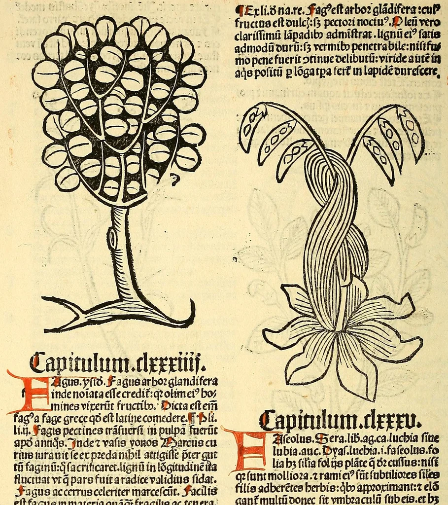 An illustration from Ortus sanitatis, leaf 162