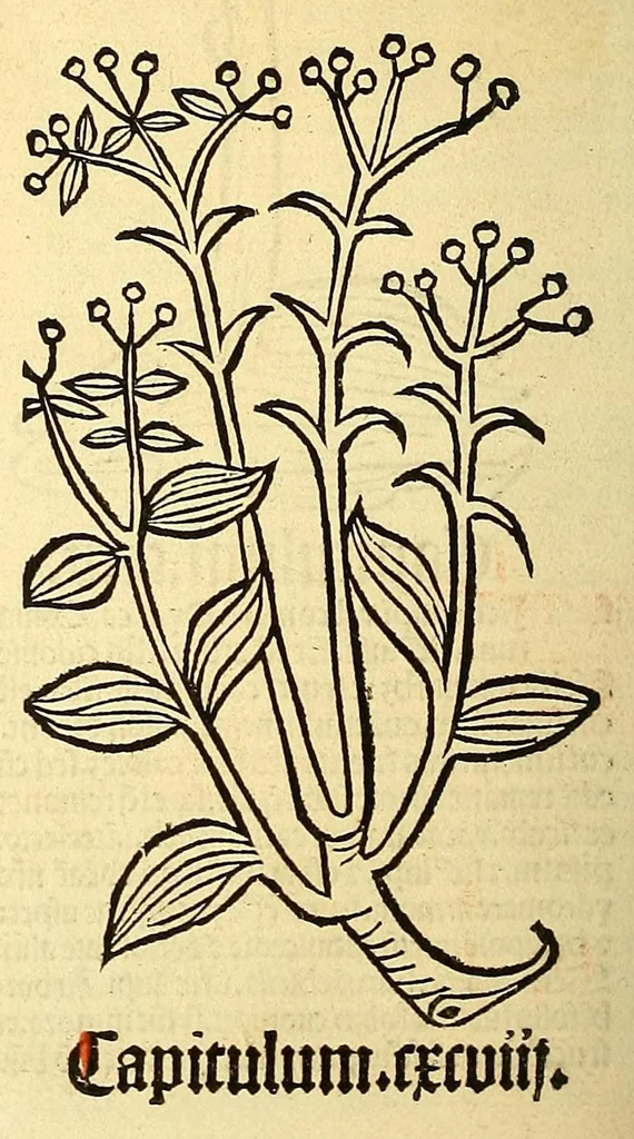 An illustration from Ortus sanitatis, leaf 170