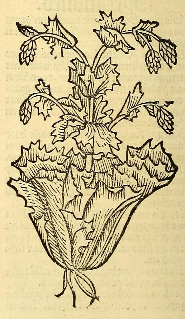An illustration from Ortus sanitatis, leaf 196