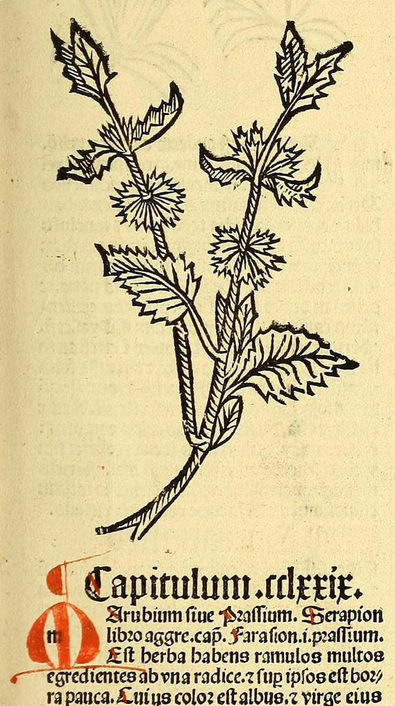 An illustration from Ortus sanitatis, leaf 223