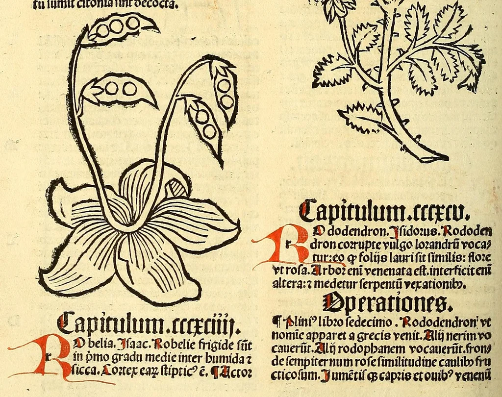 An illustration from Ortus sanitatis, leaf 312