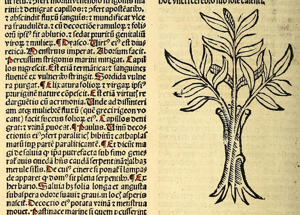 An illustration from Ortus sanitatis, leaf 322