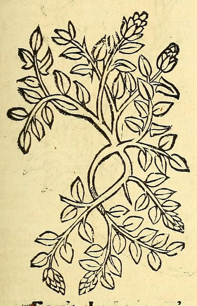 An illustration from Ortus sanitatis, leaf 343