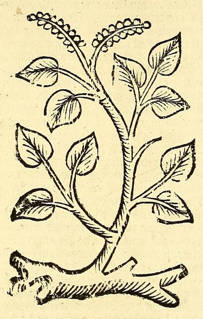 An illustration from Ortus sanitatis, leaf 400