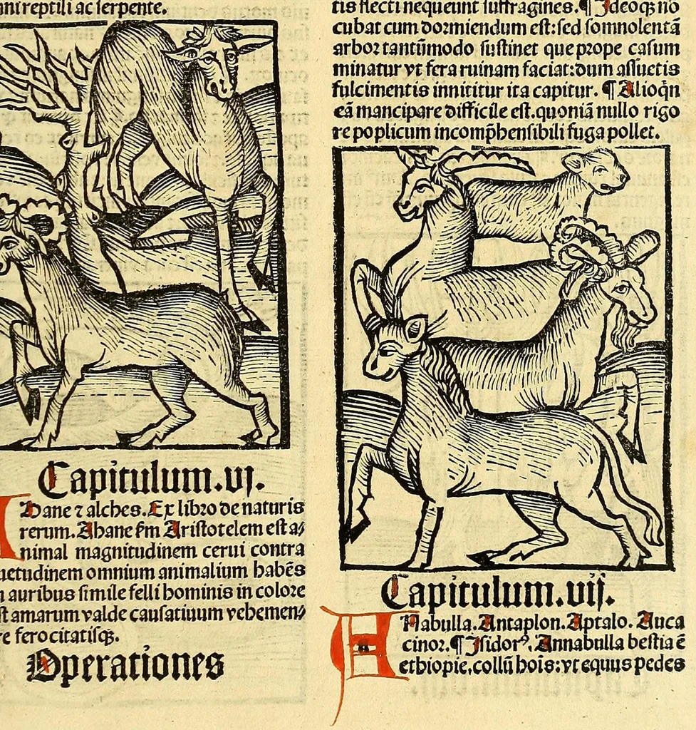 An illustration from Ortus sanitatis, leaf 431
