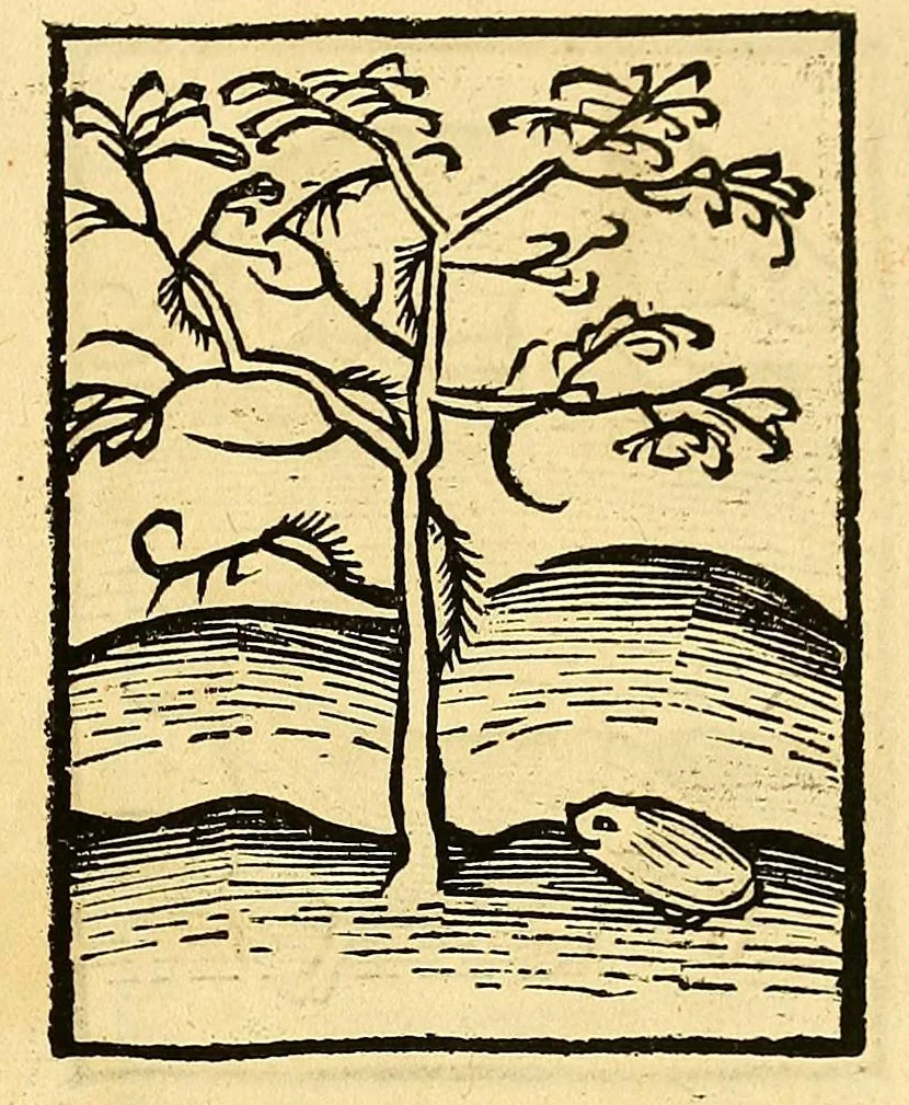 An illustration from Ortus sanitatis, leaf 463