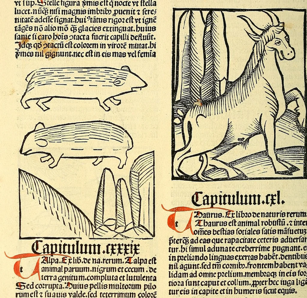 An illustration from Ortus sanitatis, leaf 498