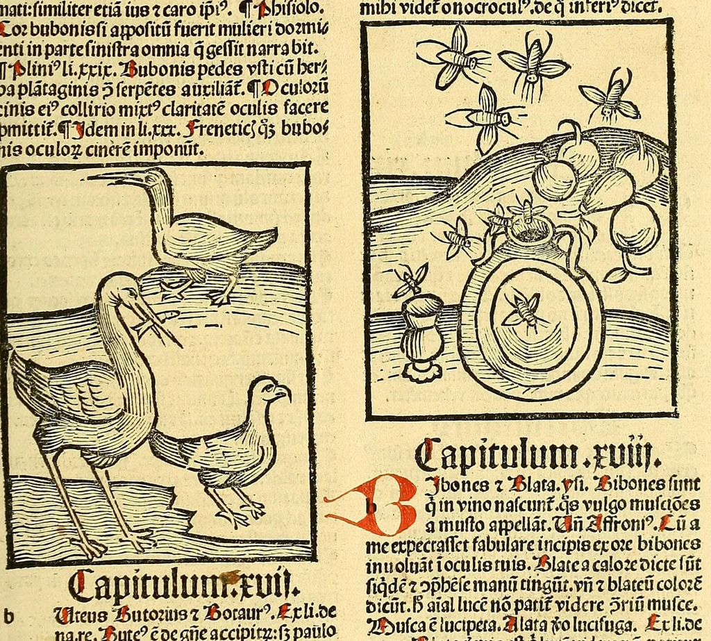 An illustration from Ortus sanitatis, leaf 517