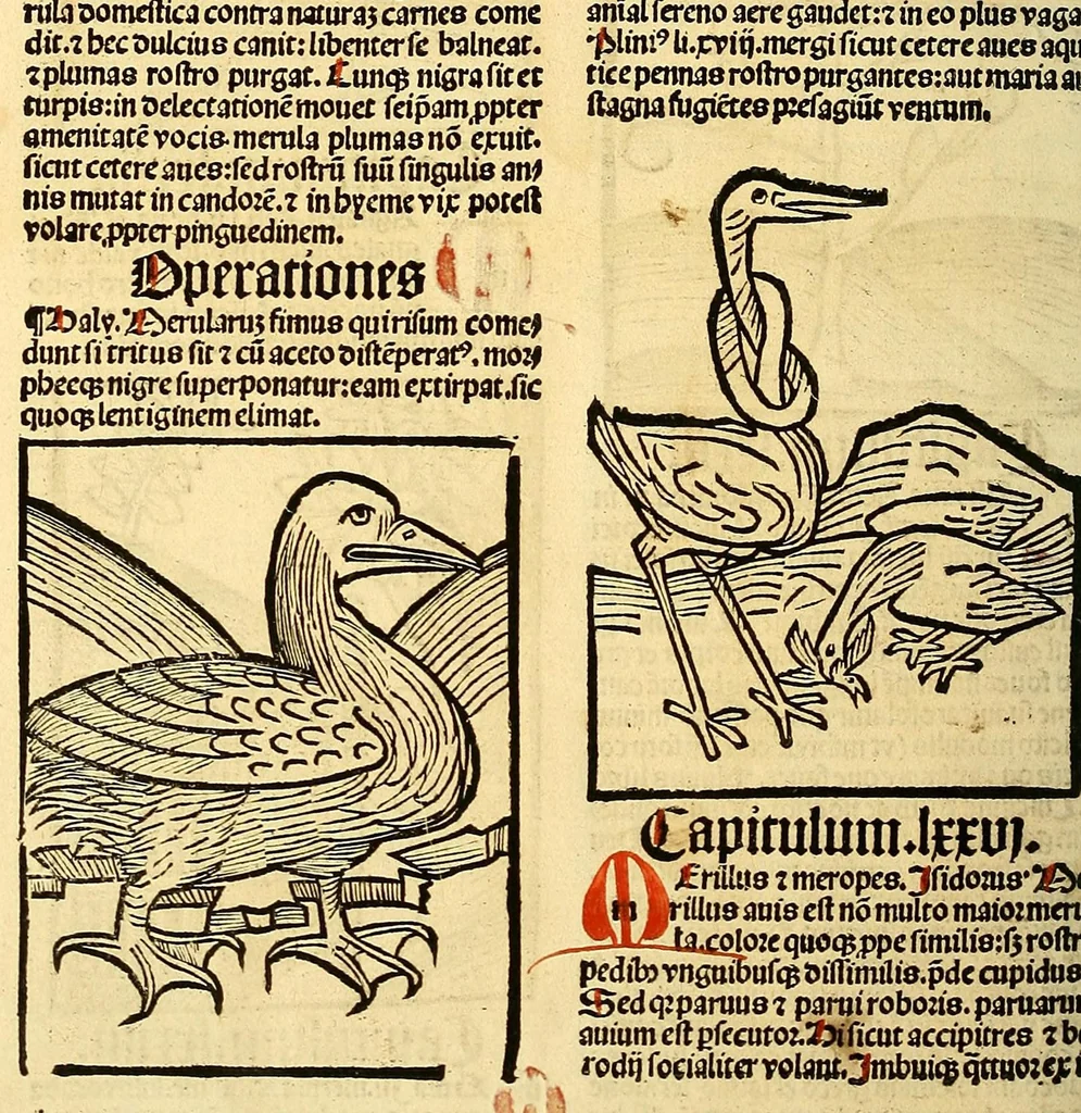 An illustration from Ortus sanitatis, leaf 542