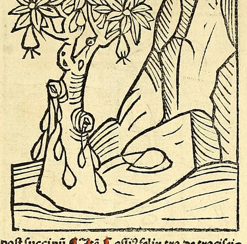 An illustration from Ortus sanitatis, leaf 646
