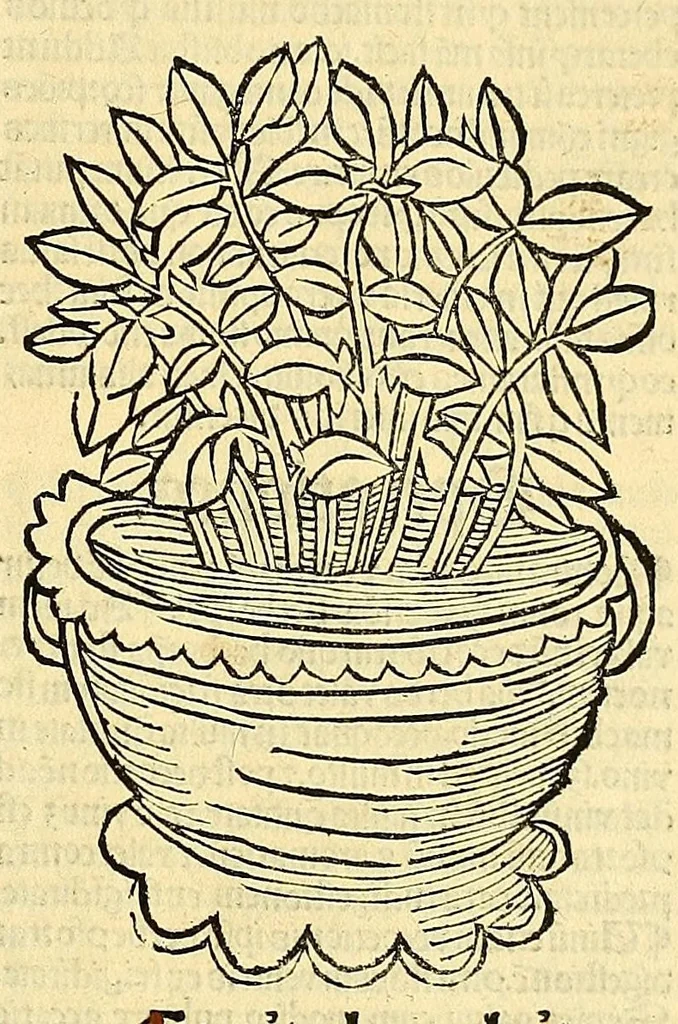 An illustration from Ortus sanitatis, leaf 67