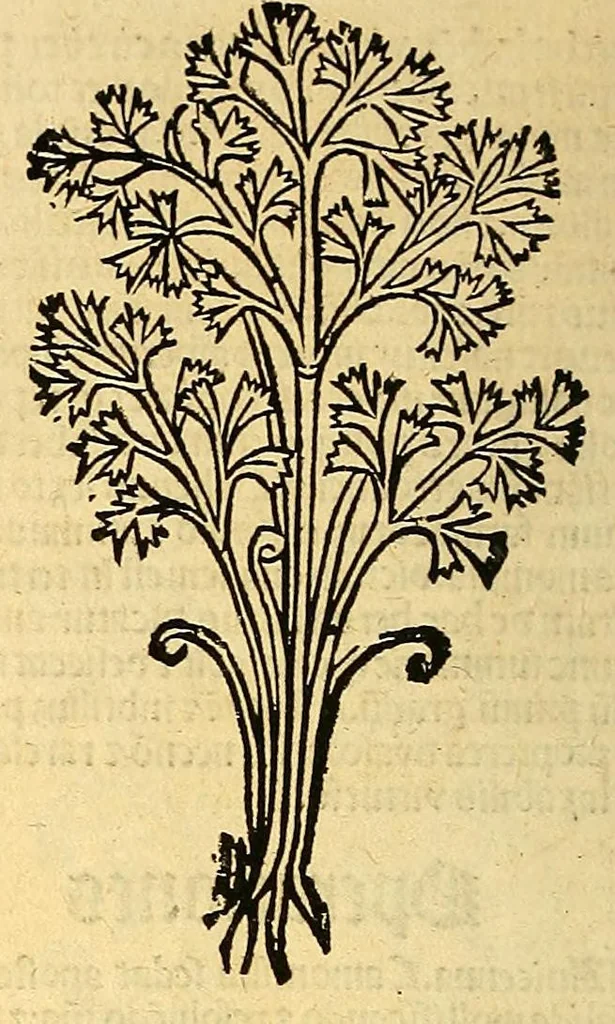 An illustration from Ortus sanitatis, leaf 84